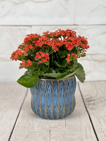 Red Kalanchoe