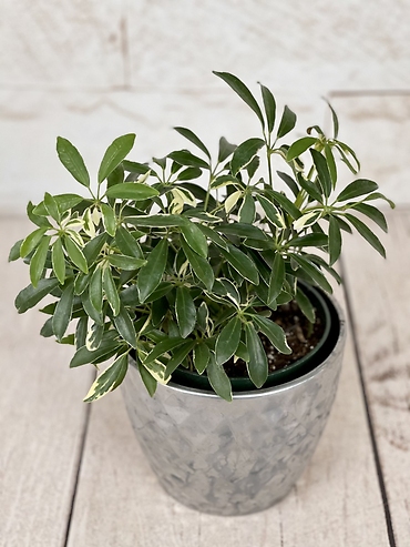Mini Schefflera