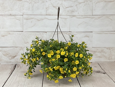 Yellow Petunia Basket