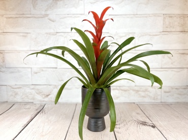 Red Bromeliad