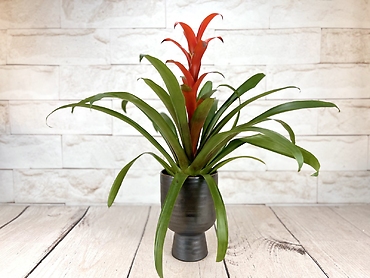 Red Bromeliad
