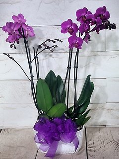 Large Orchid Planter