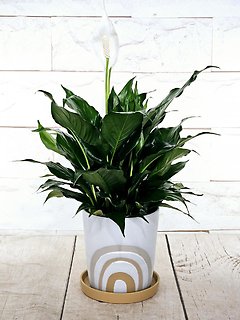 Rainbow Peace Lily