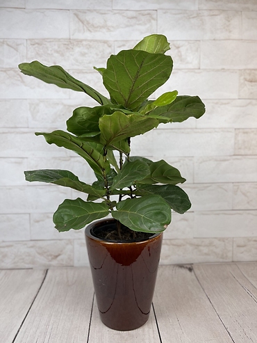 Big Fiddle Leaf Fig