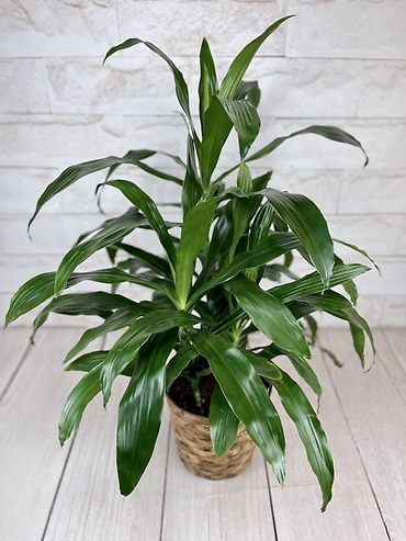 Dracaena Janet Craig