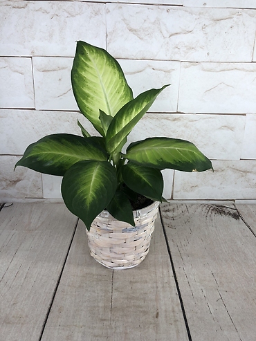 White Basket Dieffenbachia