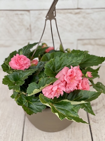 Pink Begonia Hanging Basket