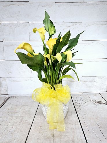Large Mini Calla