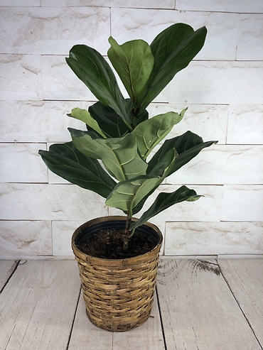 Fiddle Leaf Fig
