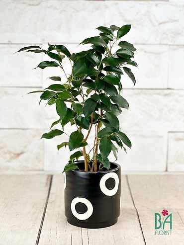 Ficus