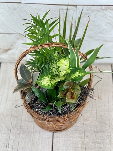 Bird\'s Nest Planter