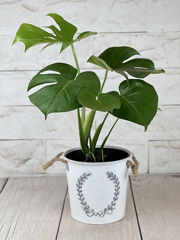 Split Leaf Monstera