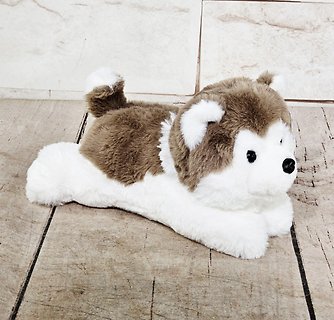 Echo The Husky
