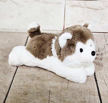 Echo The Husky