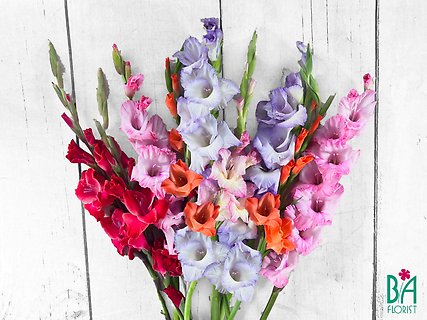 Gladiolus Loose Wrap (colors may vary)