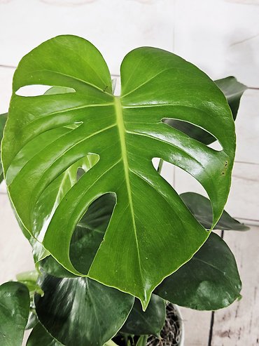 Monstera Leaf Pot