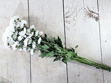 Daisy Mums