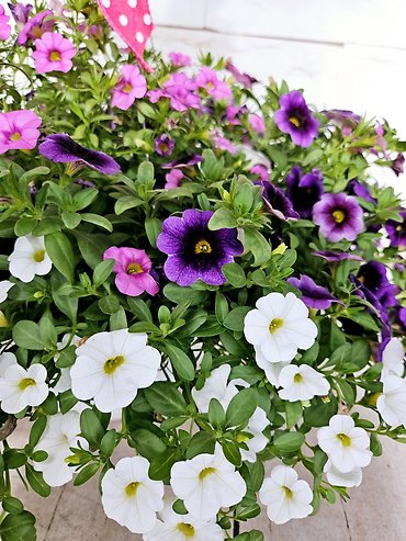 Petunia Hanging Basket