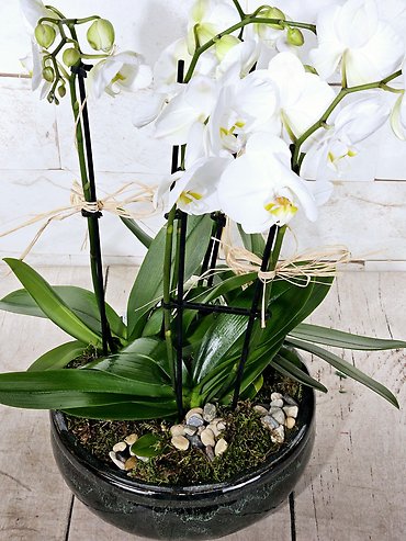 Grand Phalaenopsis Planter
