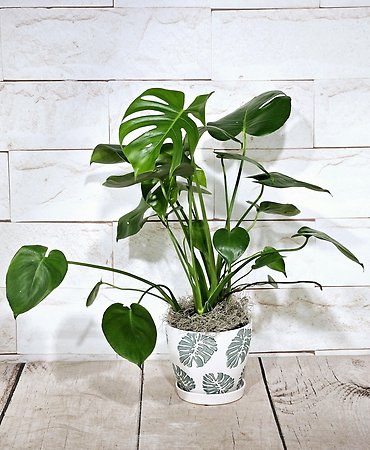Monstera Pot