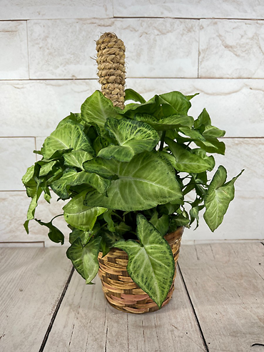 Arrowhead Plant