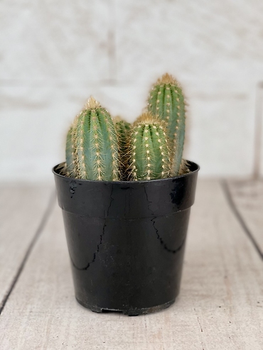 Pilosocereus Cactus