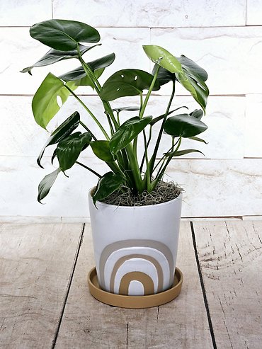 Rainbow Monstera