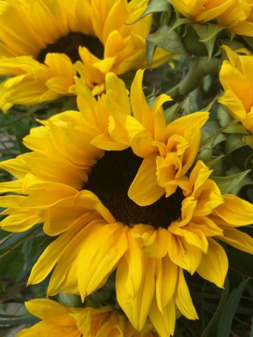 Sunflower Fields