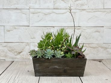 Woodbox Succulent Garden