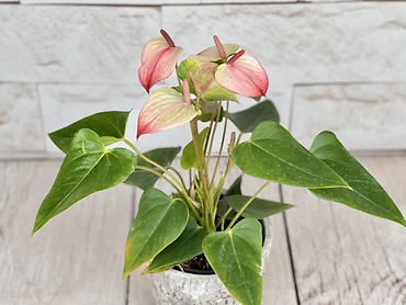 Pink Anthurium