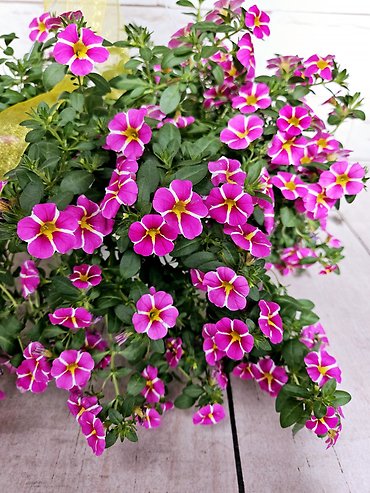 Petunia Hanging Basket