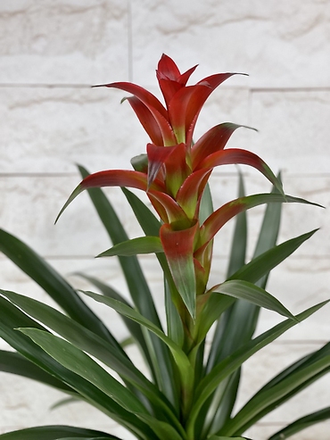 Red Bromeliad