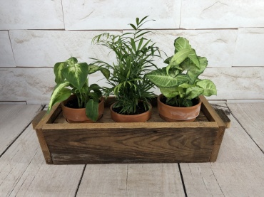 Garden Trio Box