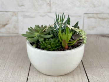 Round Bottom Modern Succulent Garden