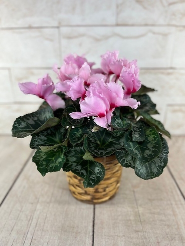 Pink Butterfly Cyclamen