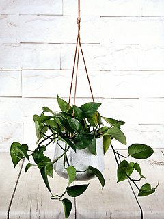Hanging Pothos Gift Set