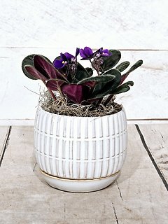 Letta Pot