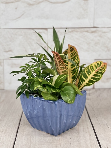 Blue Dishgarden