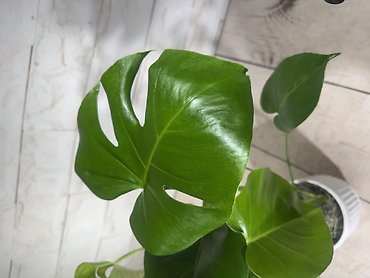 Blue Monstera