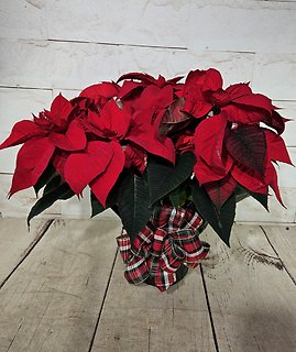 Poinsettia