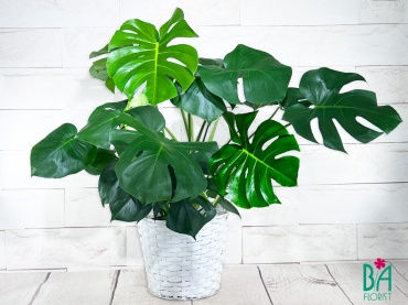 Large Monstera Deliciosa