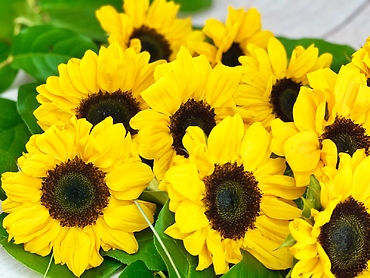 Sunflower Loose Wrap
