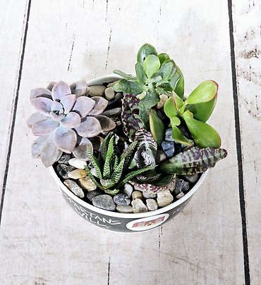 MSU Succulent Garden