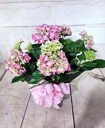 Hydrangea Plant