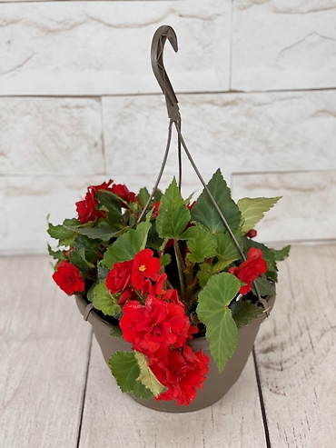Red Begonia Hanging Basket