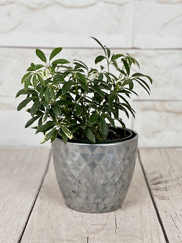 Mini Schefflera
