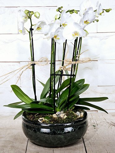 Grand Phalaenopsis Planter