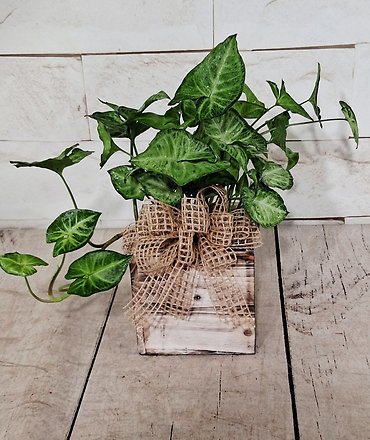 Rustic Nephthytis