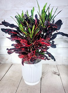 Croton
