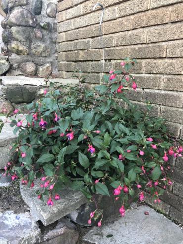 Hanging Fuschia